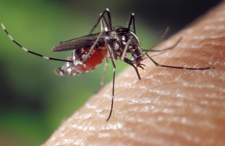 Co zrobić po ukąszeniu komara?