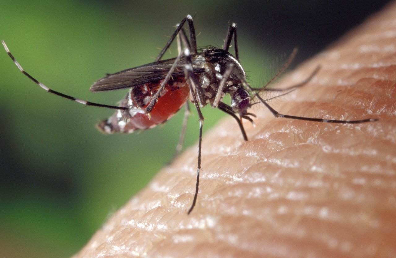 co zrobić po ukąszeniu komara